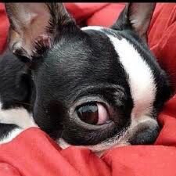 Hooty & Capt Nemo; rescued friends extraordinaire! - Picture 12 of 14